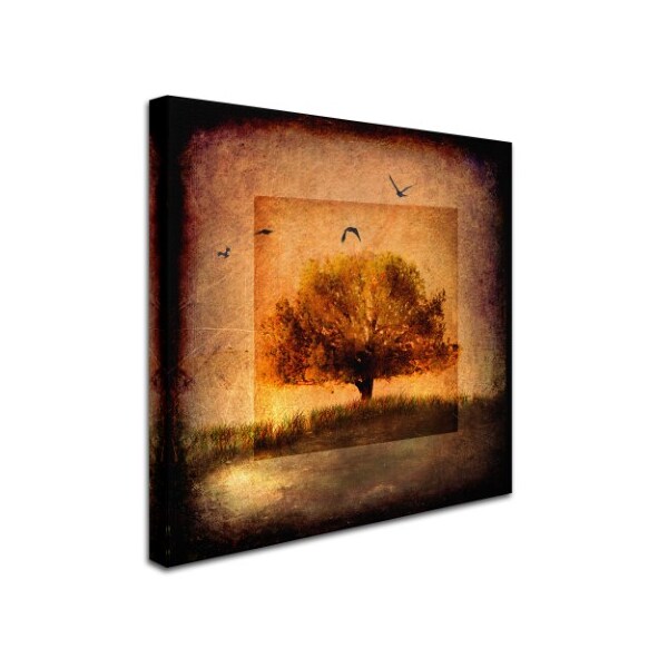 LightBoxJournal 'For The Love Of Trees III' Canvas Art,14x14